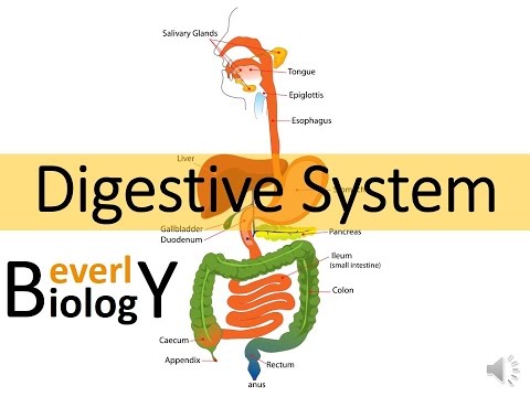 Digestive System | Quizalize