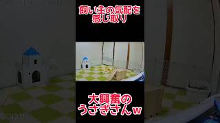 飼い主待ちうさぎが可愛すぎる