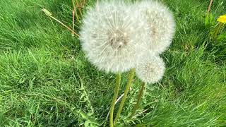 When yellow turns white | Playing with dandelions Before They Disappears