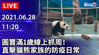 【LIVE直播】圓寶滿1歲線上抓周！直擊貓熊家族的防疫日常｜2021.06.28