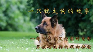 男孩与狗狗的双向奔赴，忠犬护主，即感动又治愈