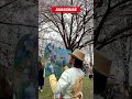 what a beautiful cherry blossom 🌸 painting high park toronto shorts viral