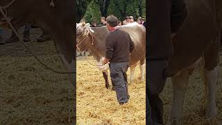 Blüemkuh 100'000 kg Milch👍Viehschau Nesslau