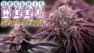 SHOWING EVERYTHING I DO FROM SEED TO HARVEST | EASY INDOOR "ORGANIC CRAFT" WEED