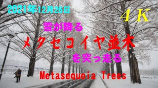 【4K】 2021年12月26日　雪が降る【メタセコイヤ並木】を突っ走る！　【Metasequoia Trees】 December 26 , 2021