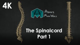 3D Modeling the Human Spinal Cord in Maya | Full Tutorial in 4K Part 1 #3d #skeleton