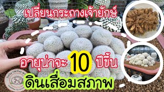 ดินเสื่อมสภาพ เปลี่ยนกระถางเจ้าแมมยักษ์ mammillaria candida | 25 พฤษภาคม ค.ศ. 2022