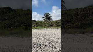 Palm tree on beach in Florida