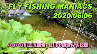 FlyFishingManiacs2020/06/06～バリバリ川支流探索・枝川の落込みを攻略