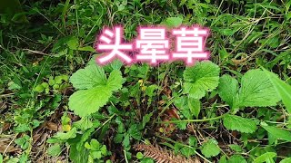 静林又遇到了几株头晕草，她说正好挖回去煲鸡汤喝了，你喝过吗？