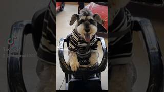 ベンツのゲレンデに乗る犬【ミニチュアシュナウザー】#shortsyoutube # Mercedes#ベンツgクラス #adorable #ばずれ #バズれ