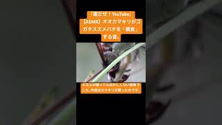 【ASMR】オオカマキリがコガタスズメバチを「捕食」する音。 #mukbang #クワガタ #カブトムシ #love #虫食べる #eating #hornet #vespa #wasp #yt