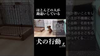 ほとんどの人が勘違いしている犬の行動 #shorts