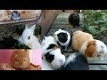 Daily Pet Routine | Guinea Pigs, Hamster, Rabbits & Gerbils! Daily Pet Routine | Guinea Pigs, Hamster, Rabbits & Gerbils!