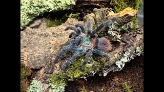 Dolichothele diamantinensis,  Brazilian blue dwarf beauty  rehouse and care