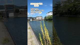 四国　徳島県鳴門市　ブラックバス　#バス釣 #shorts