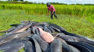 wow amazing fishing! a fisherman skill catch fish at rice field a lots by hand