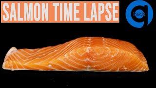 Salmon Time Lapse - Rotting Food Time Lapse