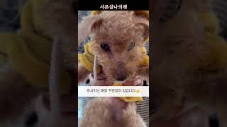 [에피소드92 : 치아뽑지않고 치주염 완치한 재롱이의 마사지 👍]19세재롱이 #animal #pet #dog  #반려동물 #서른살나의펫 #마이펫30 #마사지