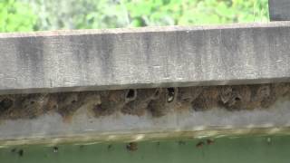 Nature Minute: Cliff Swallows