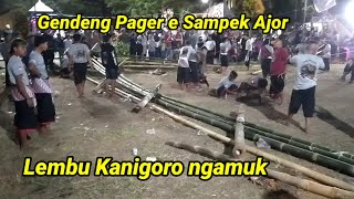 Ngeri..!!! pagar sampai jebol, lembu Kanigoro ngamuk di dadaprejo kota batu