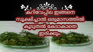 കറിവേപ്പില കേടുകൂടാതെ എങ്ങനെ  കുറെനാൾ സൂക്ഷിക്കാം/How to keep curry leaves fresh for long