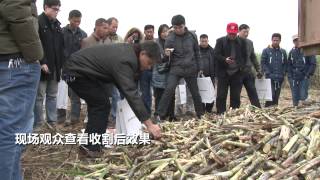 Vid  Zoomlion AS60 Cane Harvester, TV China