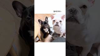 비만견 아니에요‼️#shorts  #프렌치불독 #불독 #댕댕이 #frenchbulldog #강아지 #dog #puppy #강아지일상 #강아지브이로그 #반려견 #멍멍이 #小狗 #子犬