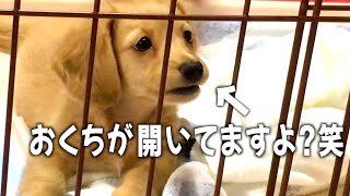 赤ちゃん子犬は僕たちの会話を全部聞いてる。