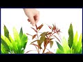 How to Choose the Right Aquarium Plants | Shy Guys Jungle Tank Pt 2