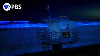 Why Does San Diego's Ocean Glow Blue?