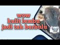 cara membersihkan bulu pada kulit lembu sampai bersih