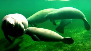 Manatee deaths on pace to set record; here's how FWC is combating rising numbers