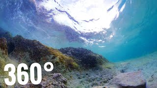 360 Video | Waves Underwater REEF EXPOSED!