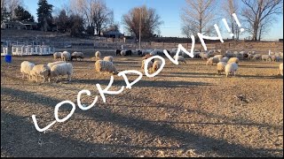 Lambing prep: Lambing supplies and lockdown vlog 717