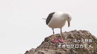 オオセグロカモメ