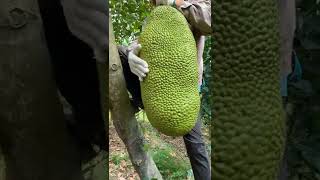 🍇 果樹園での果実合成 🍍 美味しい果物 | Farm Fresh Ninja Fruit Cutting