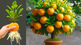 How to grow Orange tree from orange fruit with Aloe Vera, how to growing orange tree