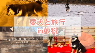 【犬旅】素敵なお宿で疲れて寝落ちする柴犬が可愛い/ゆとりろ蓼科ホテルwith DOGS