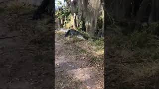 Woman Finds Massive Alligator on Walking Trail