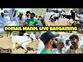 live Bargaining Cow Mandi domail part 2 - dangerous fateh jang Bull 2024 - Qurbani 2024  Bakra Mandi