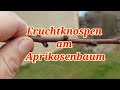 Fruchtknospen am Aprikosenbaum erkennen. Wie sehen die aus?