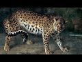 Discover Arabian Leopard | The Ultimate Collection | ASSOULINE Books & Gifts