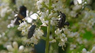 樹木の花にきたオオハナアブ Phytomia zonata  ツマグロキンバエ Stomorhina obsoleta  キゴシハナアブ Eristalinus quinquestriatus