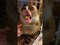 うんまぁぁぁ 【mofiina】スローロリスのナナちゃんバナナを頬張る♡ shorts slowloris スローロリス