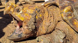 The BIGGEST TURTLES IVE EVER SEEN!? Alligator Snapping Turtles Move to Preserve