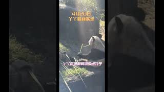 #熊猫 YAYA 丫丫#yy #panda  new life