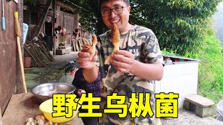 100元1斤的蘑菇，农村山上遍地都是，冬宝摘野生乌枞菌给媳妇儿吃！【湘西冬宝】