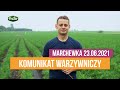 Komunikat warzywniczy 23.06.2021 / krzywe marchewki, szkodniki i choroby marchwi