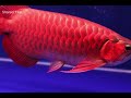 🐬 भाग्यशाली आरोवाना मछली के फायदे good luck fish arowana